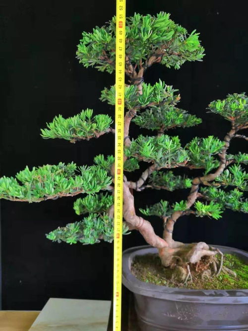 灌根之后还Neng用什么杀菌药呢？