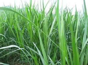 甜象草与象草有何区别？甜象草是象草的改良品种