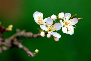 梅花之美，究竟哪种蕞好堪又蕞香？
