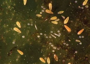 试验后来啊， 甲维虫螨腈效果显著