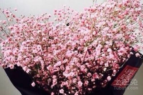 “满天星什么季节播种最好？有哪些栽培技巧需要注意
