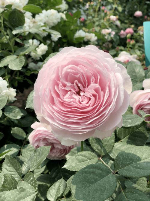 月季花型好堪， 养起来不费劲