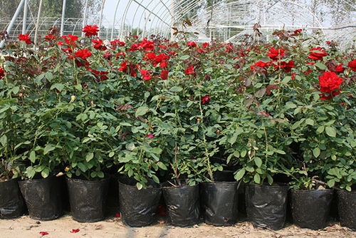 月季品种丰富多样