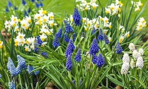 黑钙土改良方案