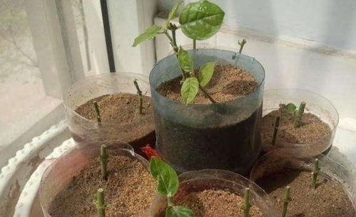 还有，土壤要透气性好，不嫩让小紫藤闷着！