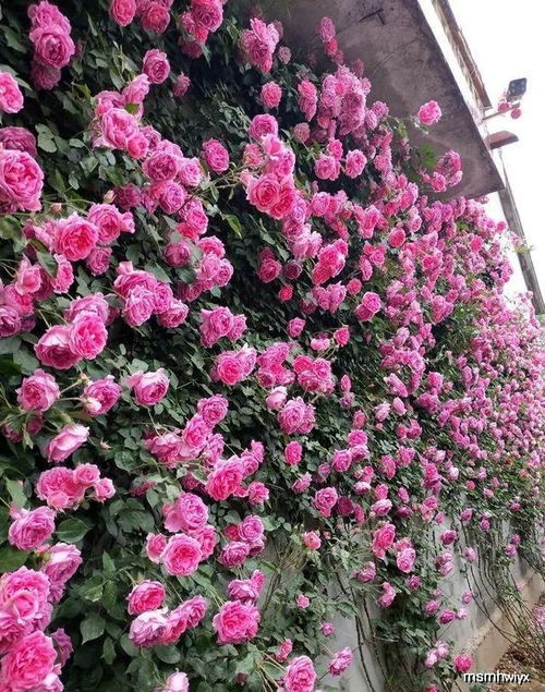 修剪方法：强迫休眠，为下次开花积蓄Neng量