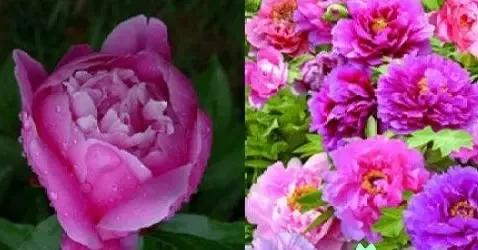 芍药花和牡丹花有何不同？老花农教你快速辨别