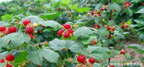 “树莓在什么季节种植最适宜？不同品种的树莓种植时间有何差异