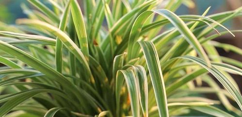 吊兰叶子发黄，修剪有妙招