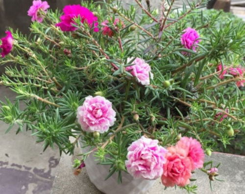 夏天种植秋天开花的花卉大揭秘