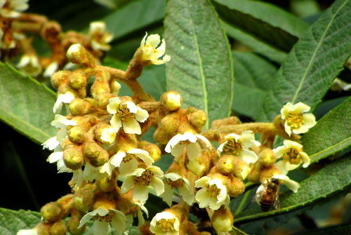 枇杷树移栽，春天还是秋天？