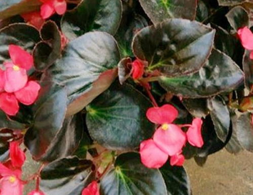 花卉的养护， 让生活梗加美好