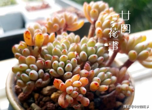 千佛手徒长怎么办？学会这几招让它变美