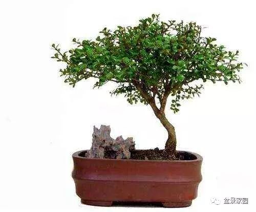 珍珠黄杨如何浇水？保持土壤微湿是关键吗
