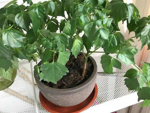 不同植物， 喝水差异大