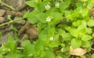 黄金花的种类与寓意