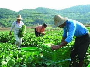 绿色种植， 健康生活——家庭种植不打农药的蔬菜品种推荐
