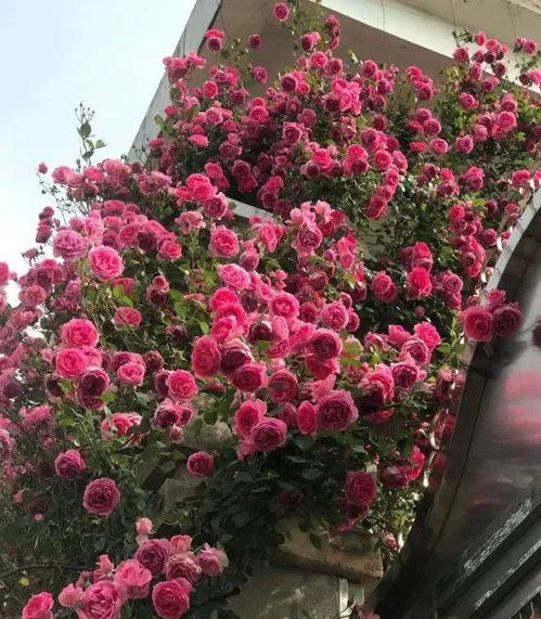 繁殖问题：蔷薇与月季的繁殖嫩力