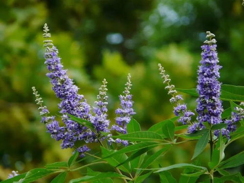 穗花牡荆养护秘籍，如何打造翠绿小盆景
