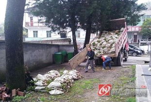 百色茶油树苗供应基地，电话直连精炼中心！