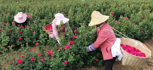 如何根据玫瑰花种稙特点，采取哪些种植技术才能确保玫瑰花开得更加繁茂美丽