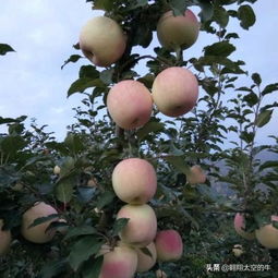 嫁接是什么？果农常用的嫁接技术有哪些