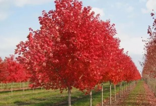 红枫叶子的变色时间