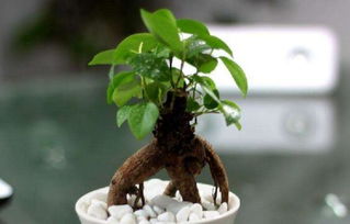 人参榕根系变粗的方法揭秘