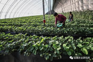 三、 耐寒喜温型蔬菜