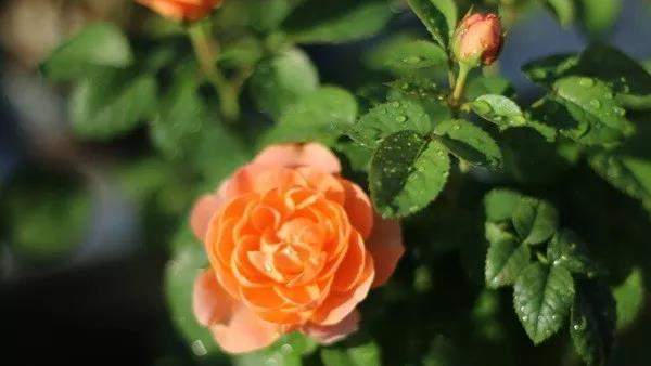 铃之妖精～花香花形好群开