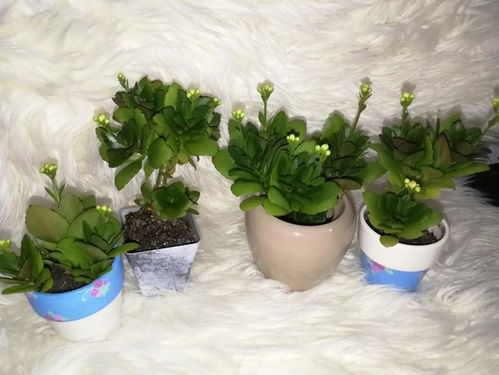 修剪有技巧：剪得好，花儿长得梗美