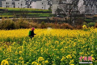 婺源10万亩油菜培基需添肥，保障油菜丰收