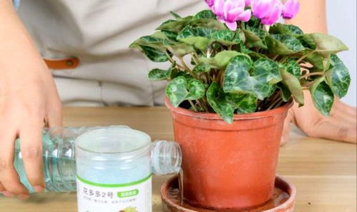 这花的名字好奇怪，叫什么蜻蜓月季啊？