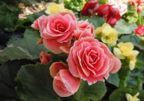 重瓣海棠花怎么养才能保证花朵鲜艳且花期长