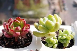 北方冬天如何让多肉植物安然过冬？