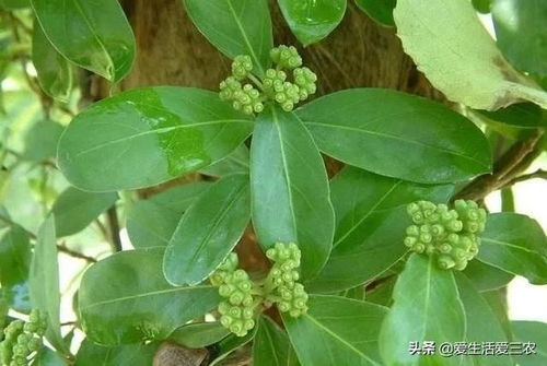 茜草生长广泛，南方尤为集中