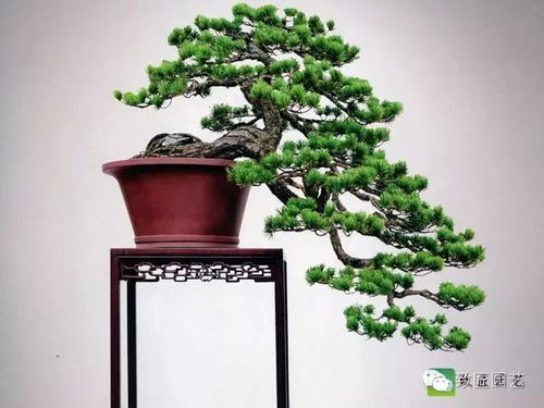 修剪的具体方法