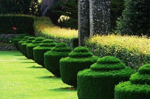 三、 那些奇特的观花植物