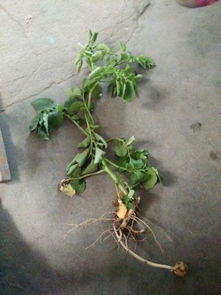 马铃薯是地下茎还是根？其种植方法有何特点