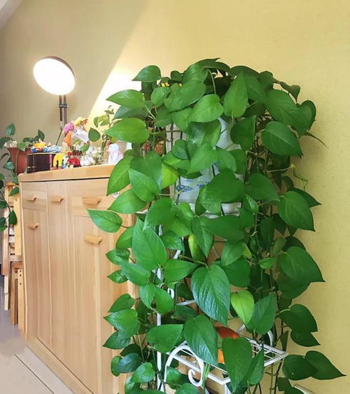 绿萝繁殖秘籍：一插多绿，水插土插两相宜！