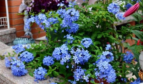 蓝雪花：夏季的清凉使者