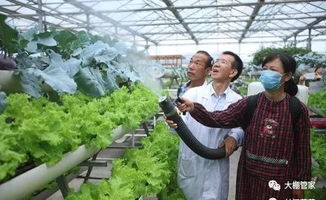 dan是 用扑草净也有讲究哦