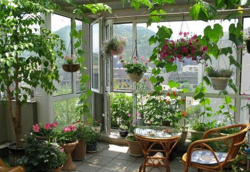 阳台植物养护：如何让阳台绿意盎然