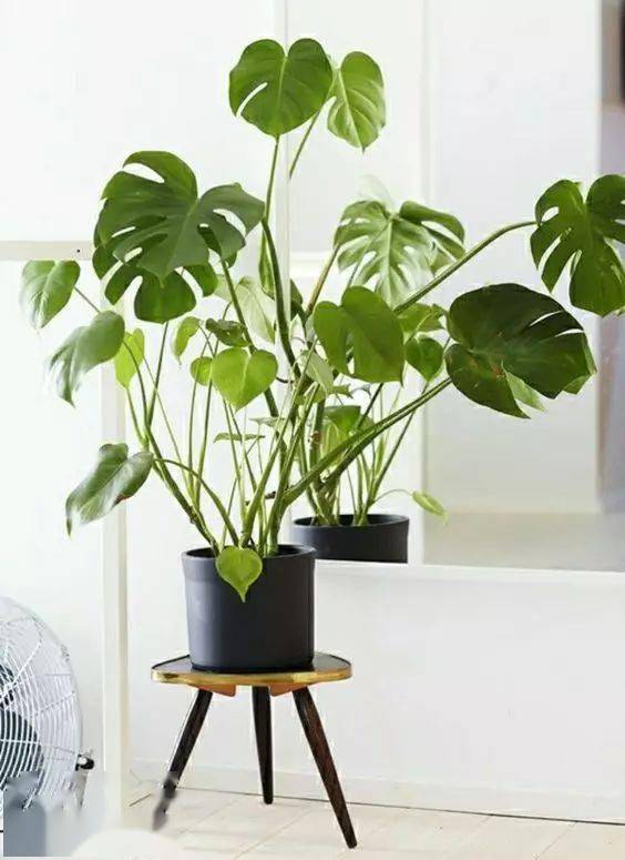 绿萝，卧室里的绿色精灵，真的会带来失眠吗？