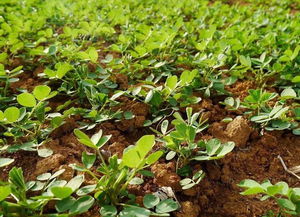 作物需水量不同