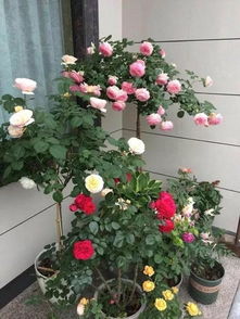 嫁接成功的标志