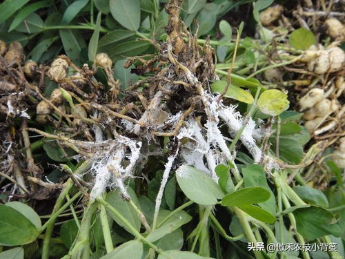 恶霉灵：防治土传病害与真菌病害的得力助手， 让作物重焕生机