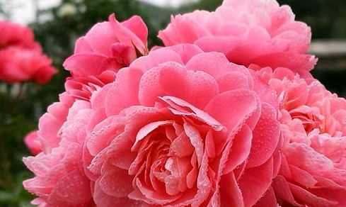 花宫娜月季， 浓香