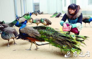 泗洪城头乡养殖孔雀，探索致富新路径