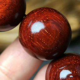 紫檀种子种植小记：天气、耐心，一网打尽！